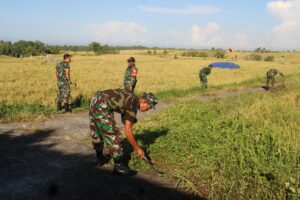 TNI Hadir di Sawah, Kasdim Tabanan Pimpin Aksi Pembersihan Jelang Panen Raya Subak Lanyah