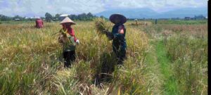 Dukung Ketahanan Pangan, Babinsa Kodim 1617/Jembrana Terjun Langsung Dampingi Petani Panen Padi
